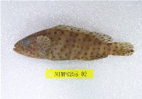 藏品(點帶石斑)的圖片